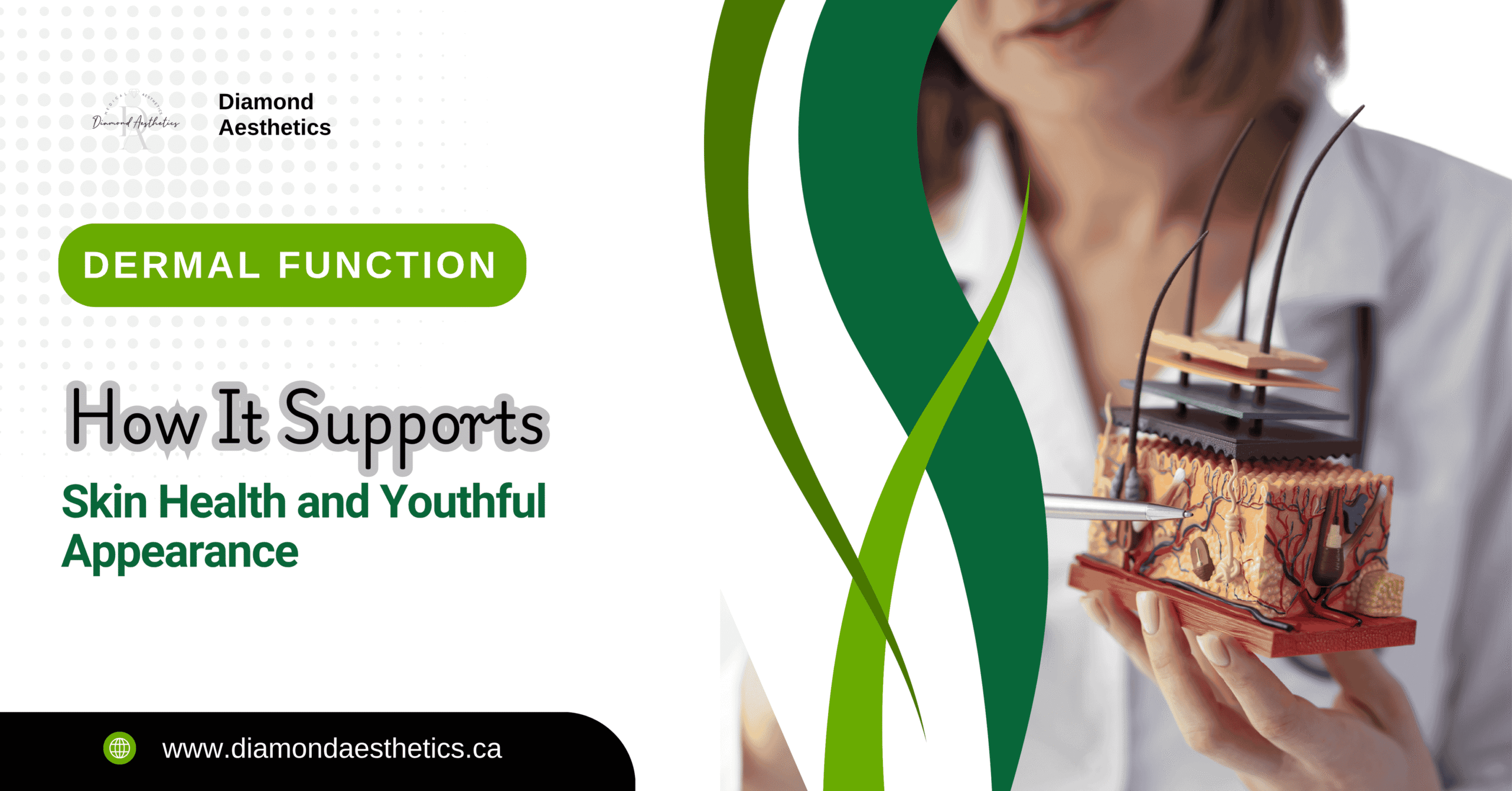 Dermal Function Explained How It Supports Skin Health and Youthful Appearance